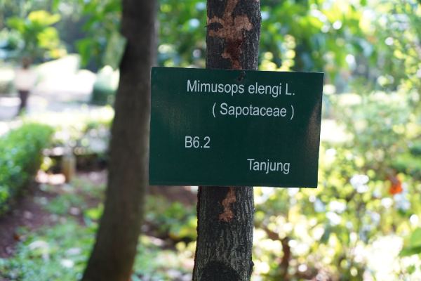Mimusops elengi L.
