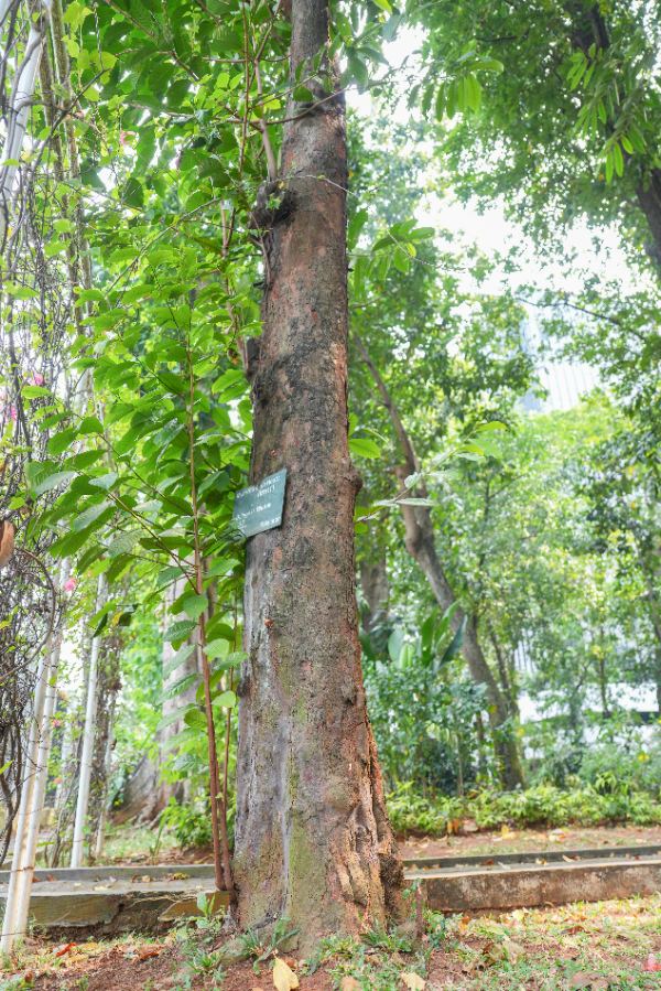 Myristica fatua Houtt.