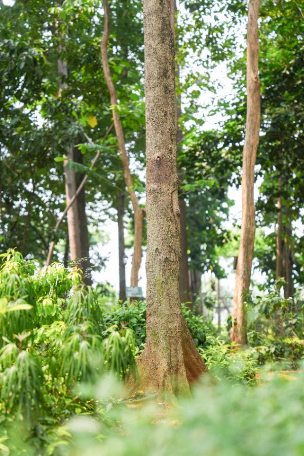 Palaquium sumatranum Burck
