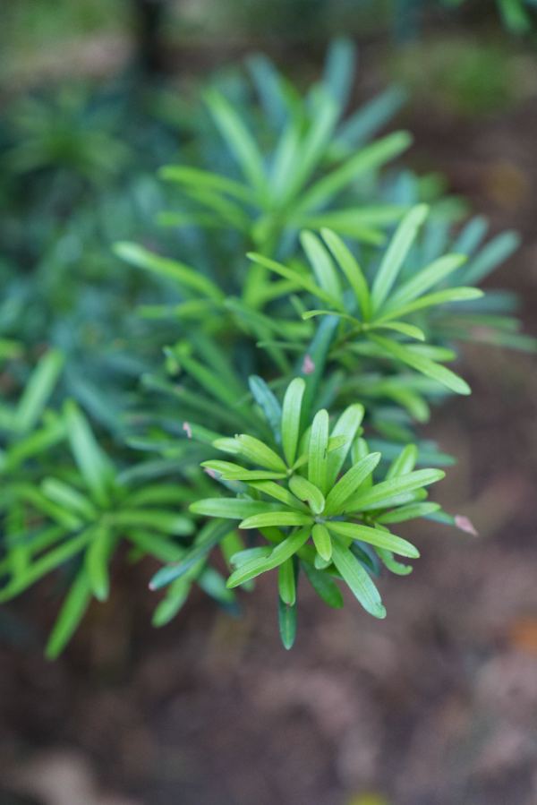 Podocarpus rumphii Blume