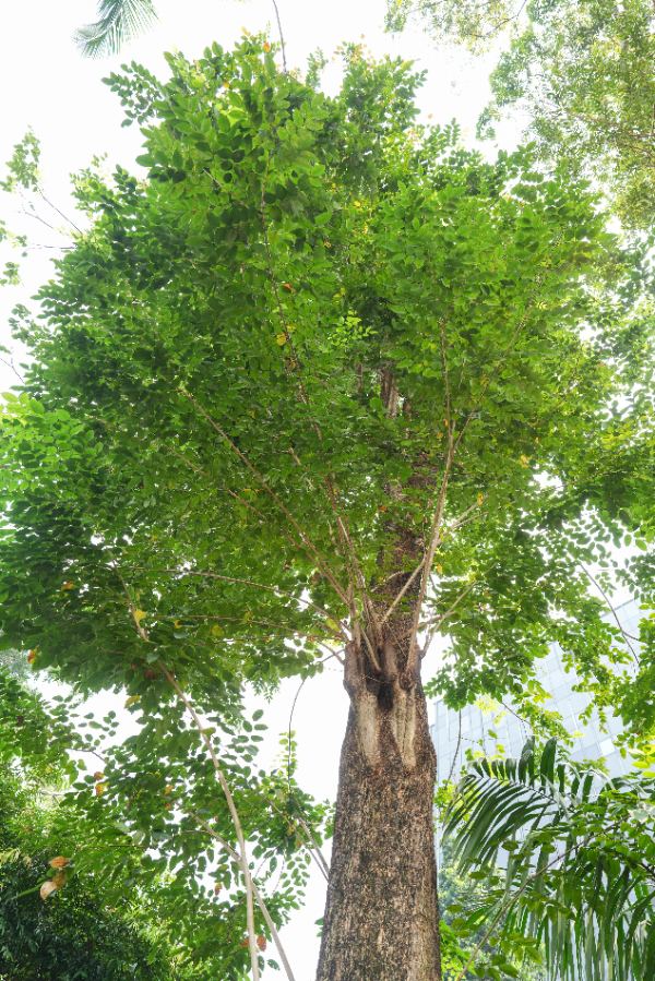 Pterocarpus indicus Willd.