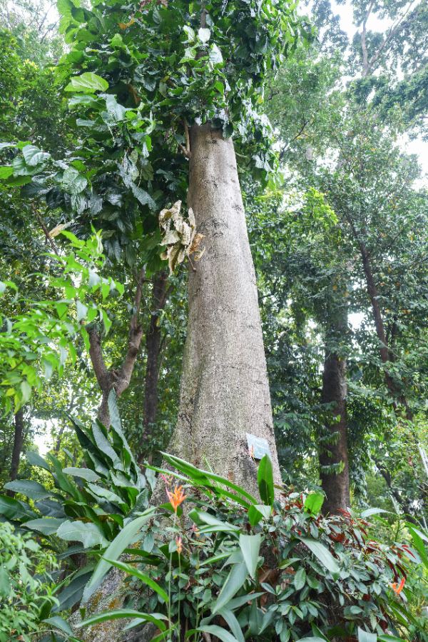 Pterygota alata (Roxb.) R.Br.