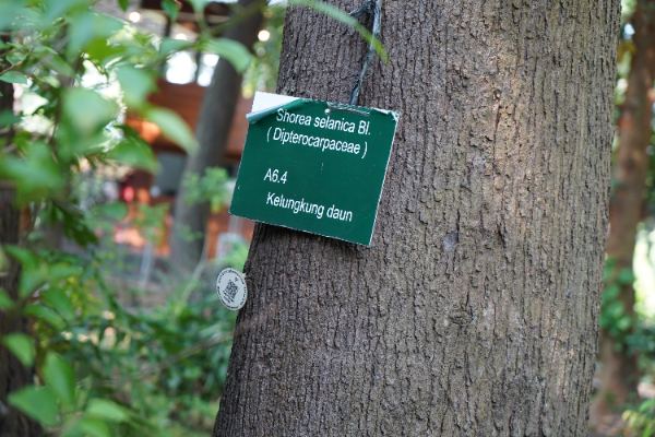 Shorea selanica (DC.) Blume