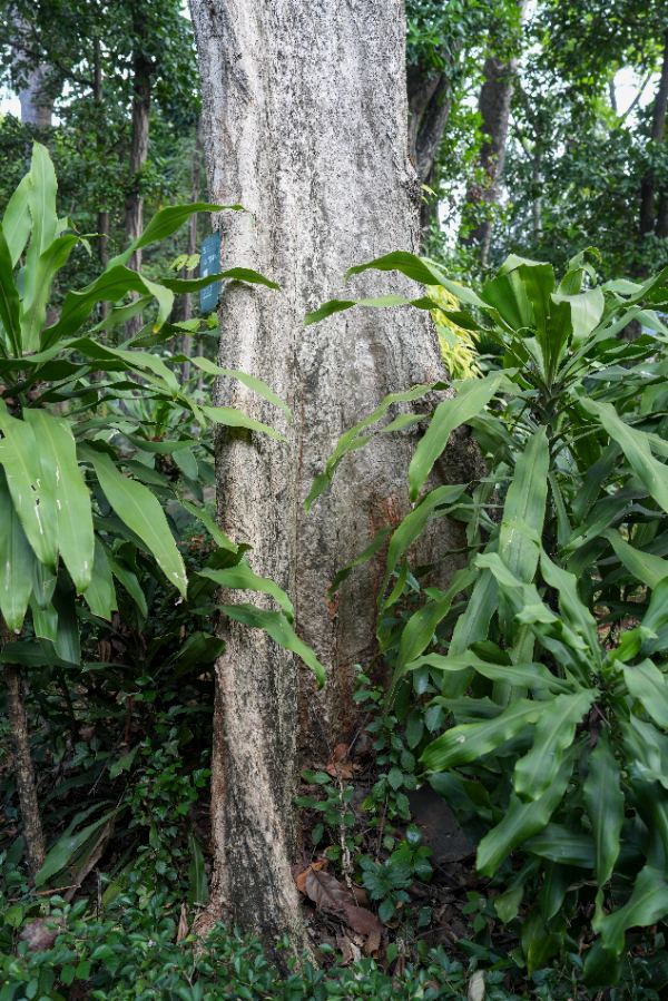 Spathodea campanulata P.Beauv.