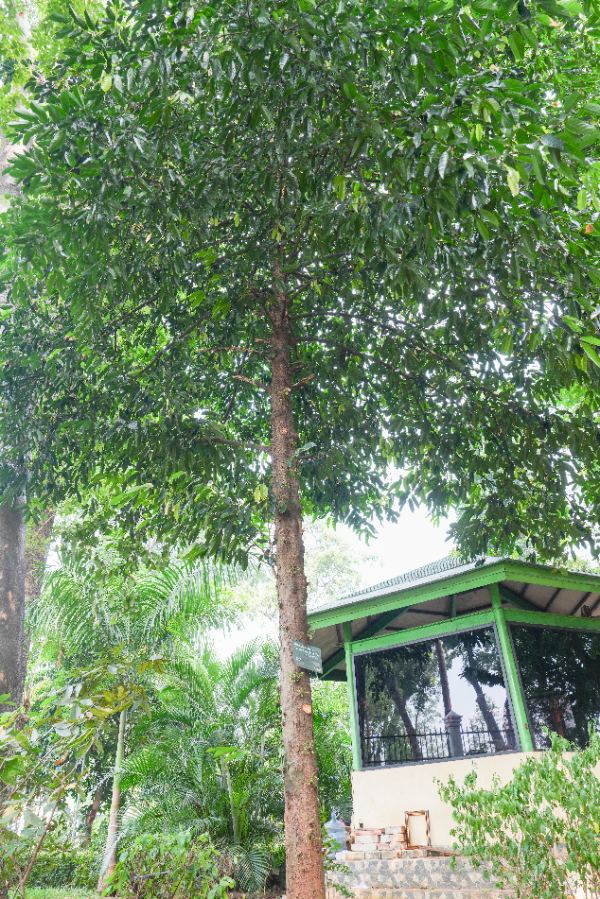 Stelechocarpus burahol (Blume) Hook.f. & Thomson