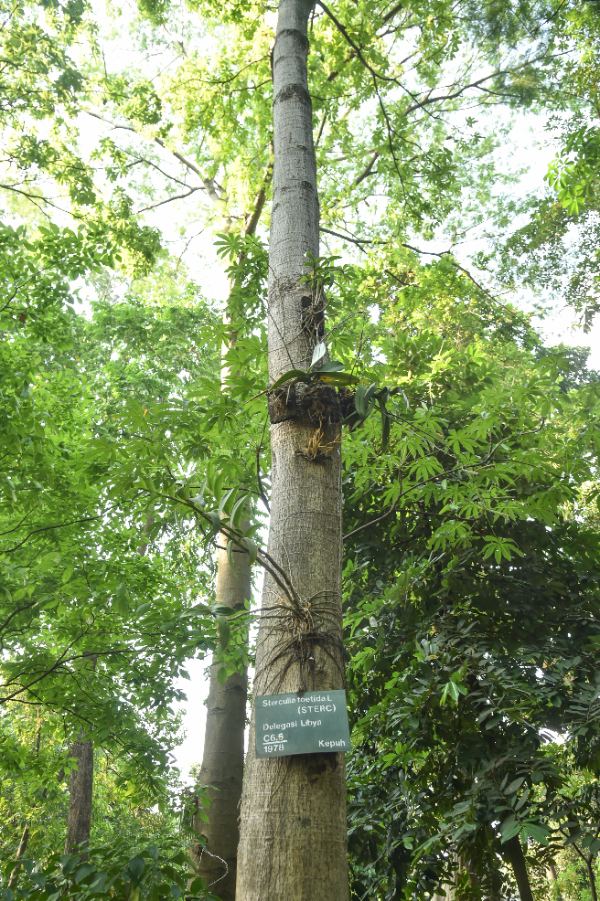 Sterculia foetida L.