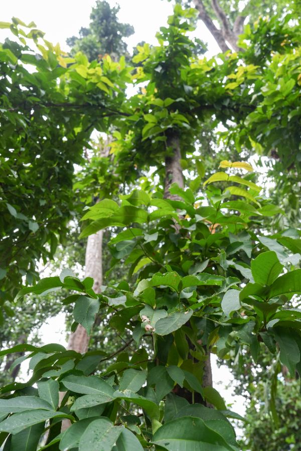 Syzygium aqueum (Burm.f.) Alston
