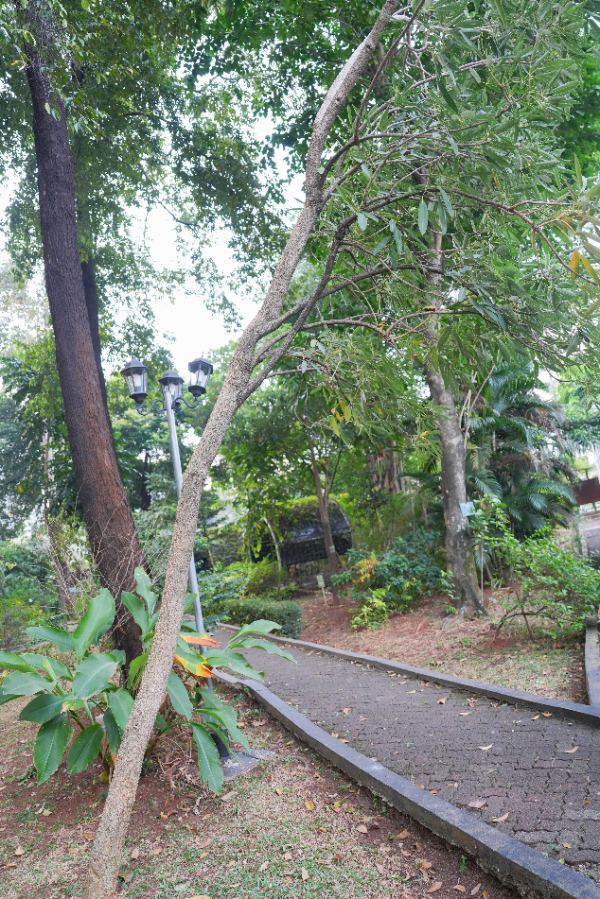 Tabebuia aurea (Silva Manso) Benth. & Hook.f. Ex S.Moore
