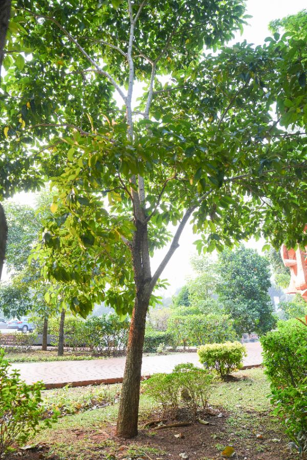 Tabebuia rosea (Bertol.) DC.