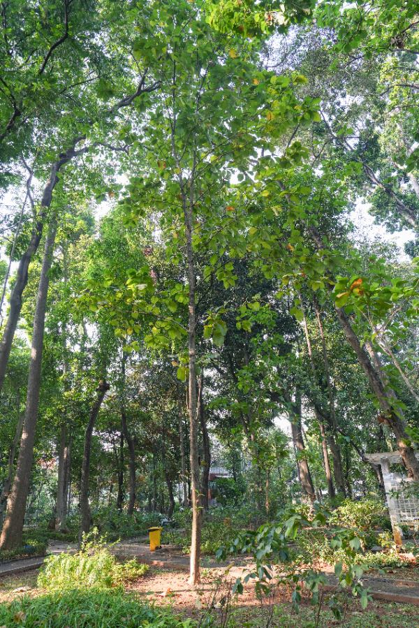 Tectona grandis L.f.