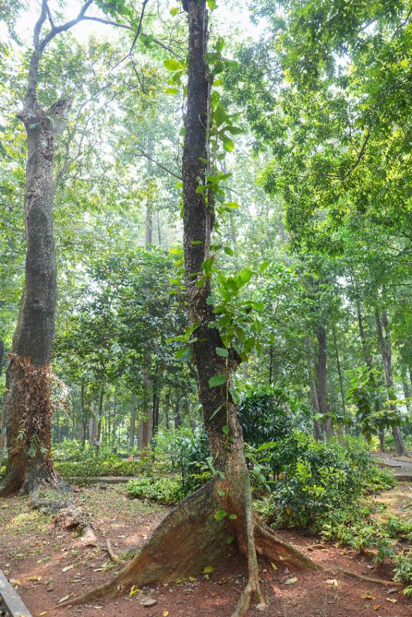 Terminalia catappa L.