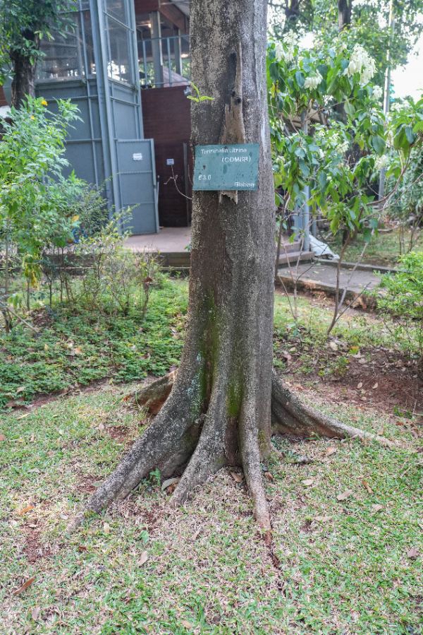 Terminalia citrina (Gaertner) Roxb. ex Fleming