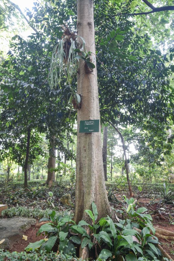 Palaquium sp.