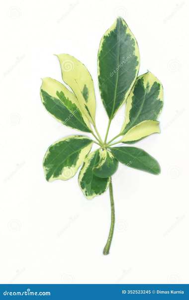 Schefflera sp.