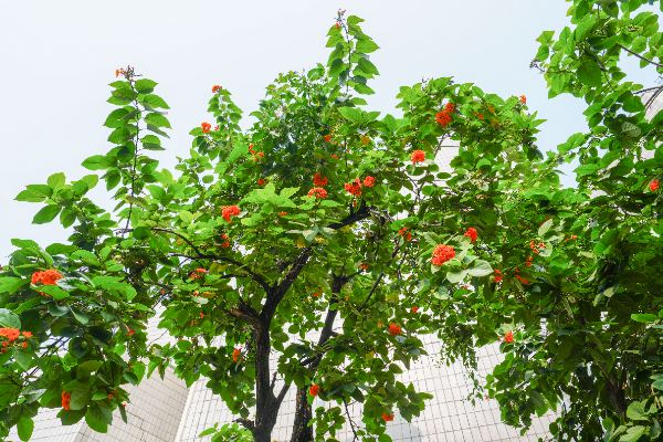 Cordia sebestena L.