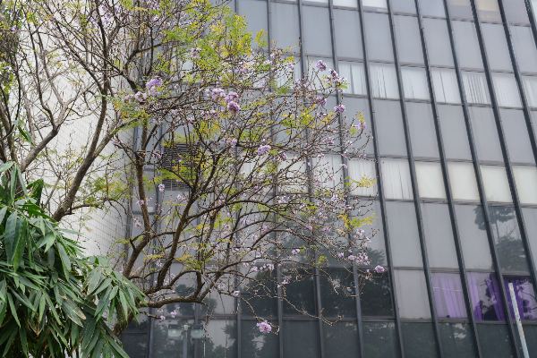 Jacaranda ficifolia D.Don