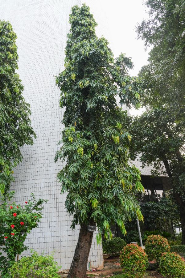 Polyalthia longifolia (Sonn.) Thwaites var. pendula